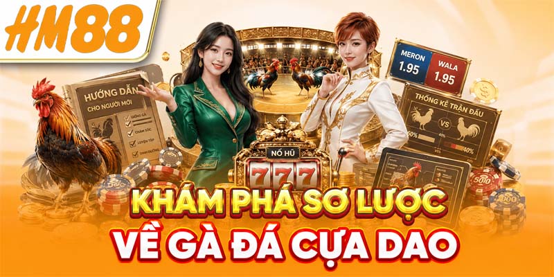 Khám phá sơ lược về gà đá cựa dao